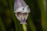 Rosebud orchid